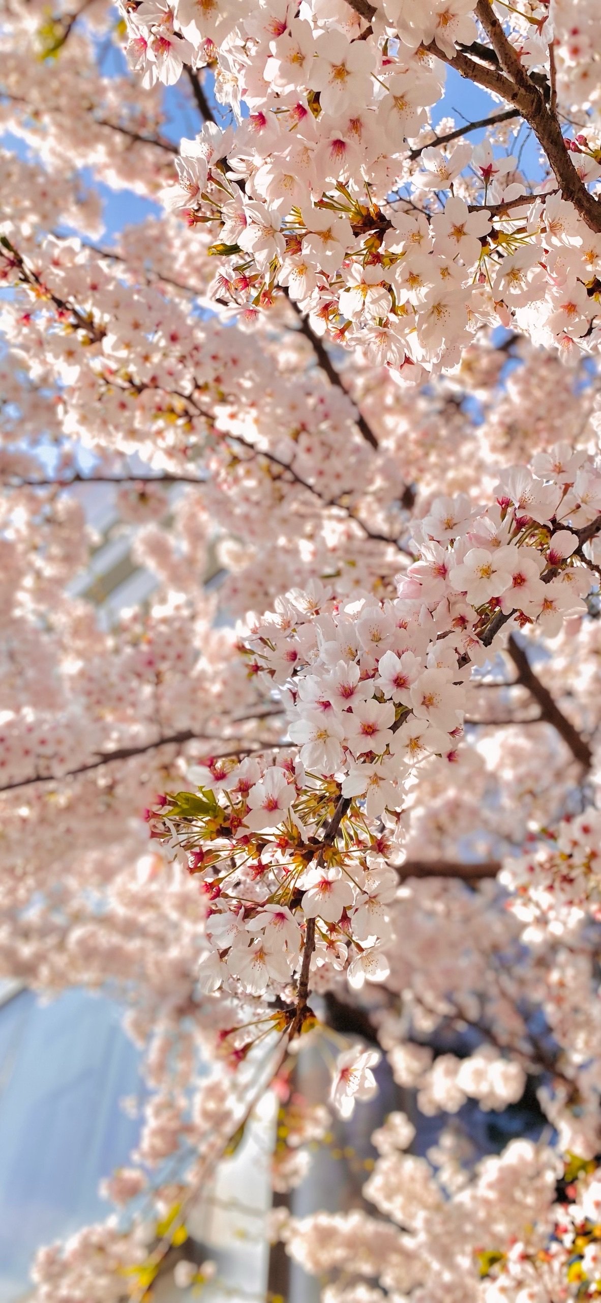[잡담] 내가 제일 좋아하는 벚꽃 사진 | 인스티즈