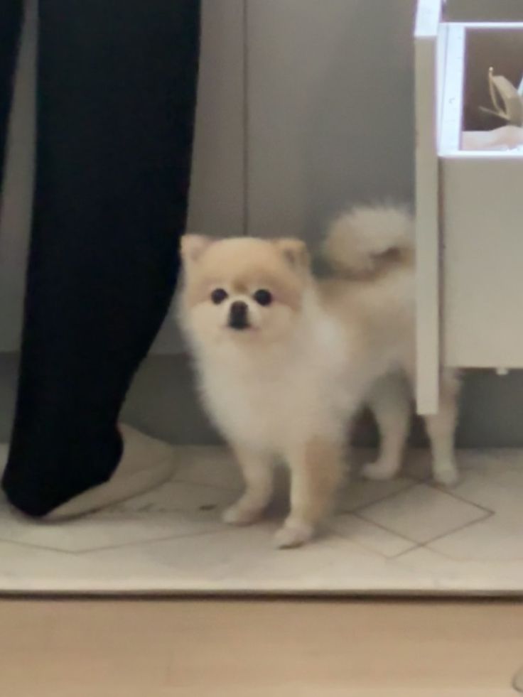 [잡담] 해린 강아지 개귀엽다 | 인스티즈