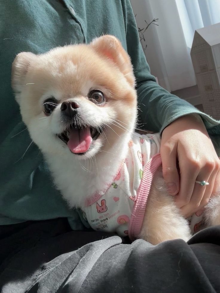 [잡담] 해린 강아지 개귀엽다 | 인스티즈