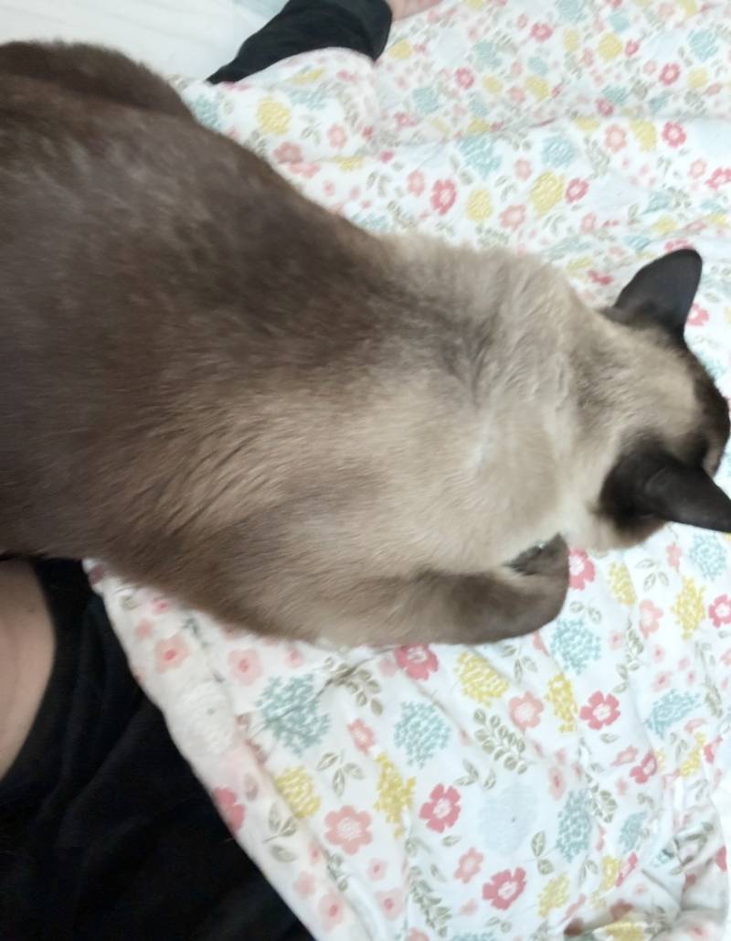 [잡담] 숨 막혀서 눈 뜨니까 웬 황소가 내 가슴팍에 잇음 | 인스티즈