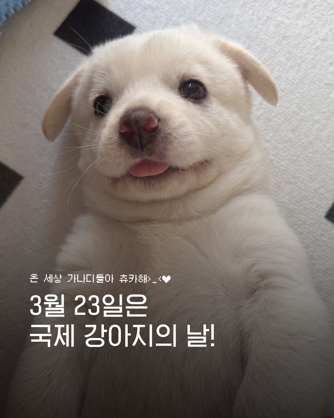 [정보/소식] 오늘 국제강아지 날 | 인스티즈