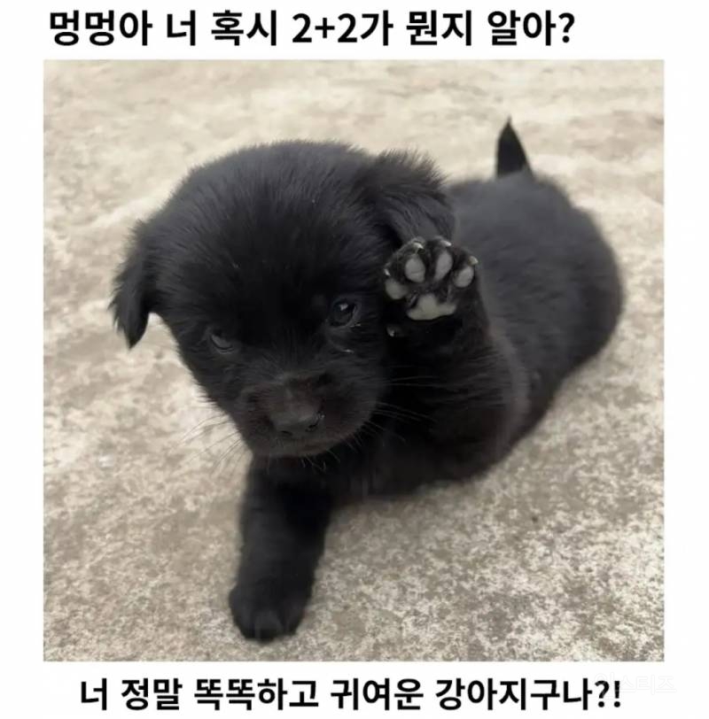 2+2가 뭔지 아는 강아지.jpg | 인스티즈