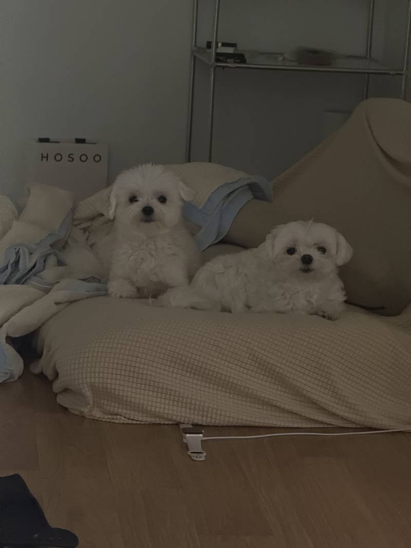 [잡담] 야 오늘 국제강아지의 날이라며 자랑좀 해봐 | 인스티즈