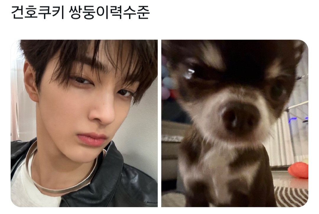 [잡담] 세계강아지의날 코르티스 건호랑 쿠키 | 인스티즈