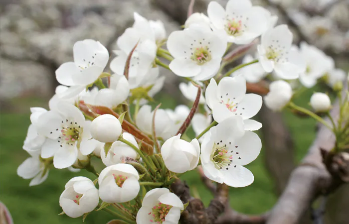 [잡담] 궁개꽃) 궁개꽃 원작 개리(여주) 묘사 | 인스티즈