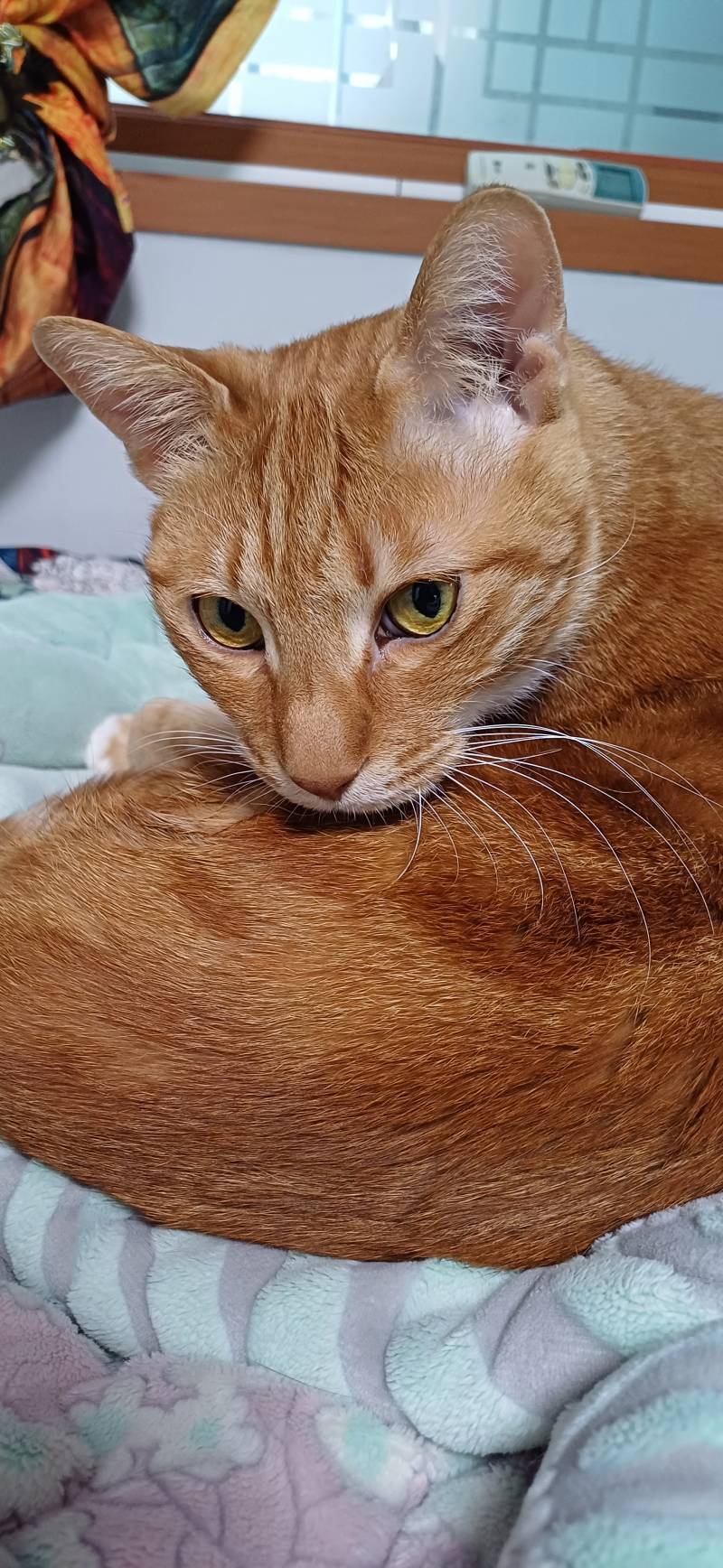[잡담] 얘들아 우리집 고양이 오늘 만 10살 생신이심 | 인스티즈