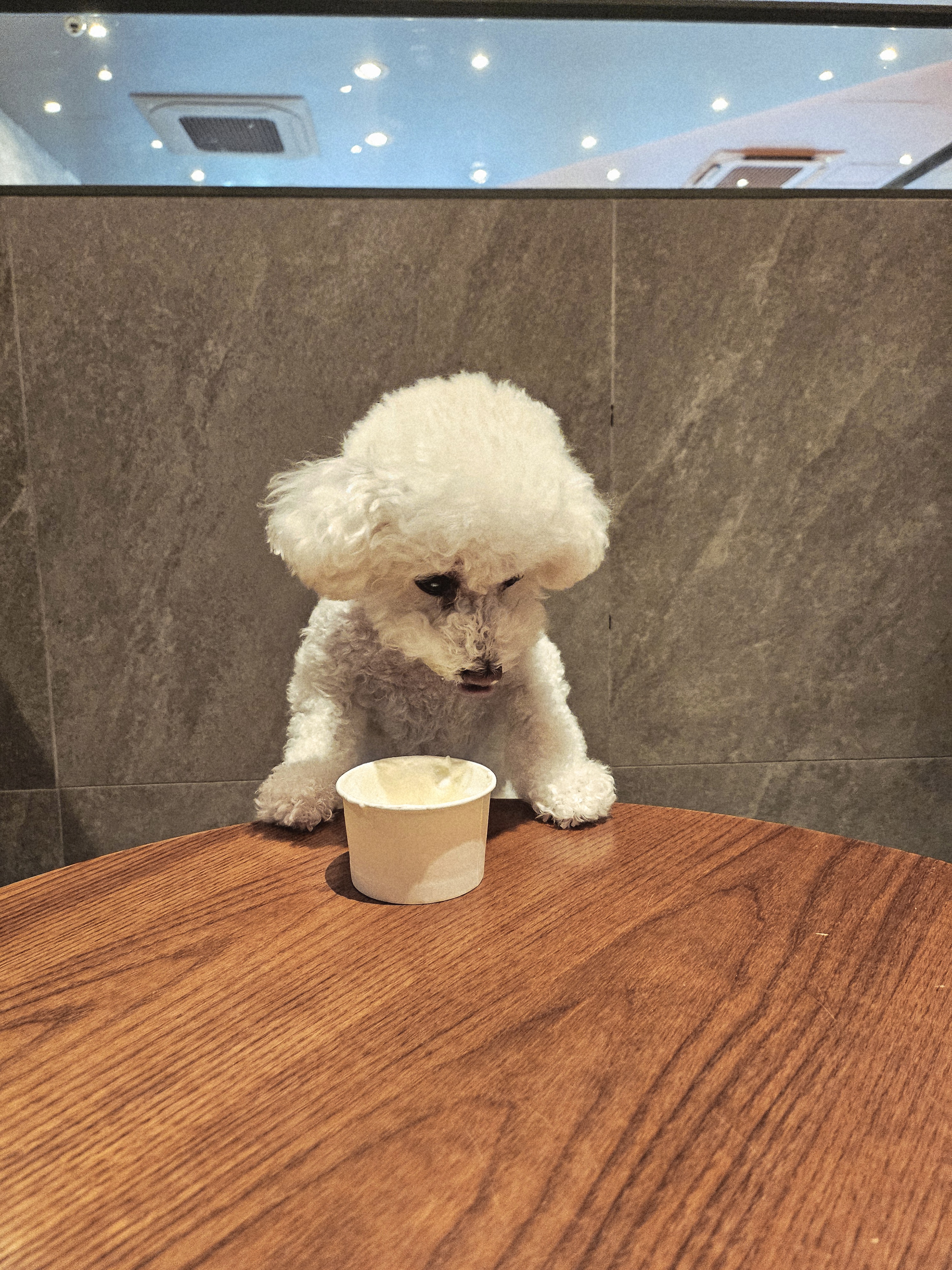 [잡담] 국제강아지의날이라고 자기 강아지 사진 올려주는 견주 호감 | 인스티즈