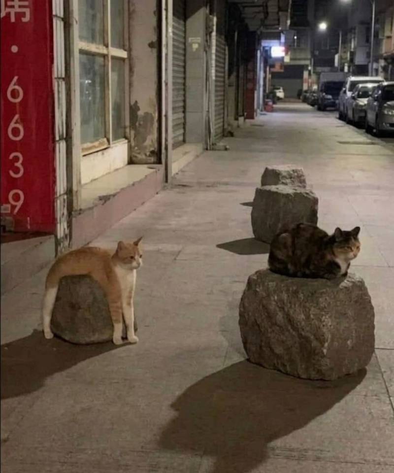 [잡담] 서있으면서 앉아있기도한 고양이 | 인스티즈