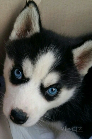 아이돌 데뷔 앞두고 마주한 인생 최대의 시련이 '렌즈'인 건에 대하여 | 인스티즈