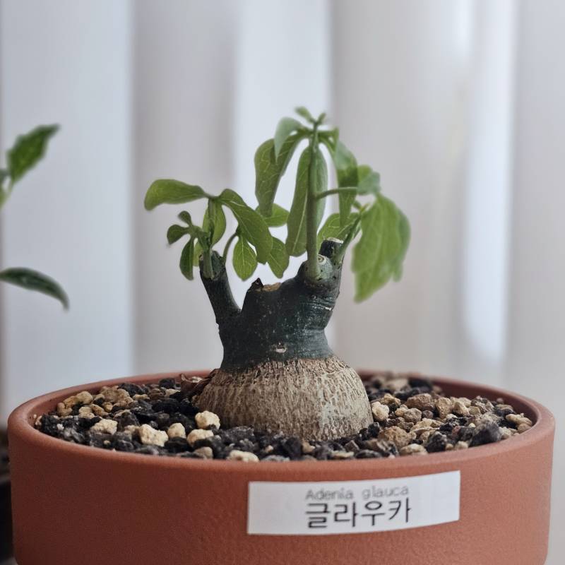 [잡담] 집에 두고온 식물 걱정돼 ㅠㅠ | 인스티즈