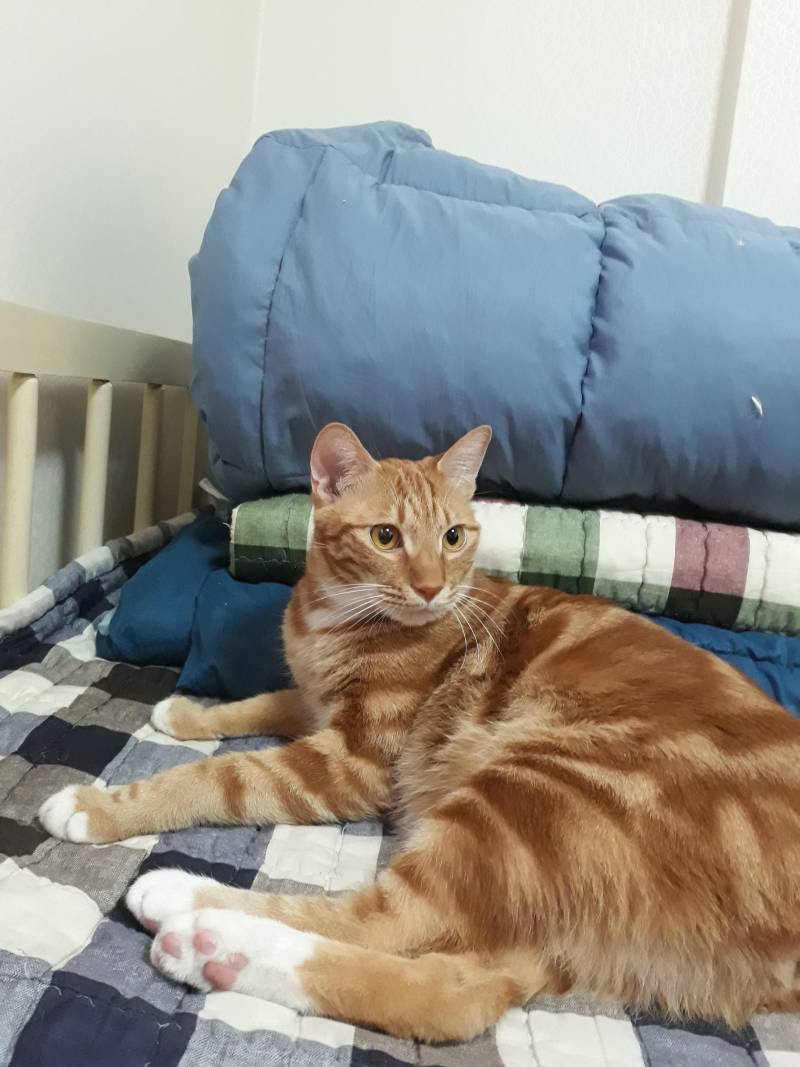 [잡담] 고양이 야구잠바 구매해봄 | 인스티즈