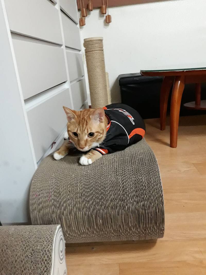 [잡담] 고양이 야구잠바 구매해봄 | 인스티즈