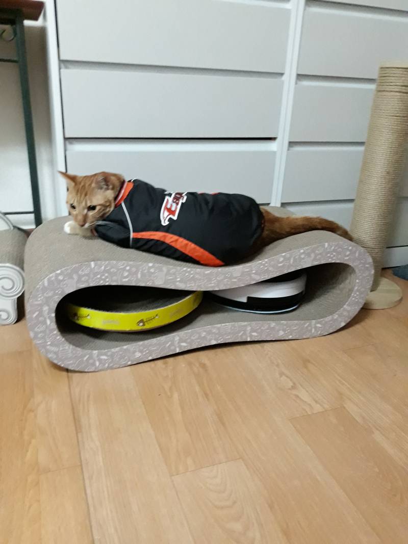 [잡담] 고양이 야구잠바 구매해봄 | 인스티즈