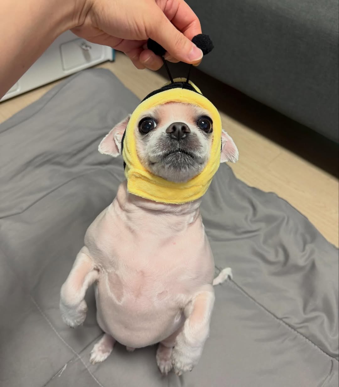 [잡담] 강아지 포도 알아? 진짜 귀여워 | 인스티즈