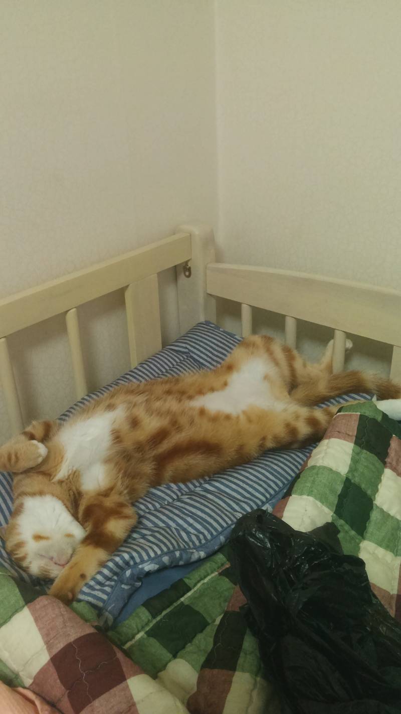 [잡담] 고양이 야구잠바 구매해봄 | 인스티즈