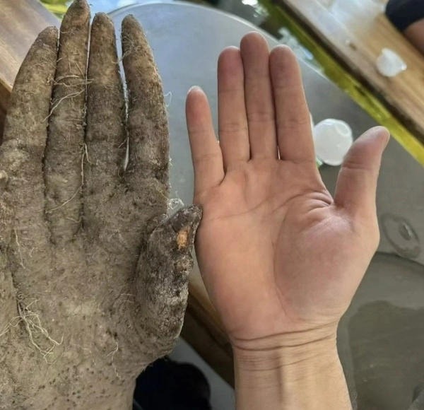 중국 농부가 캔 '참마' | 인스티즈