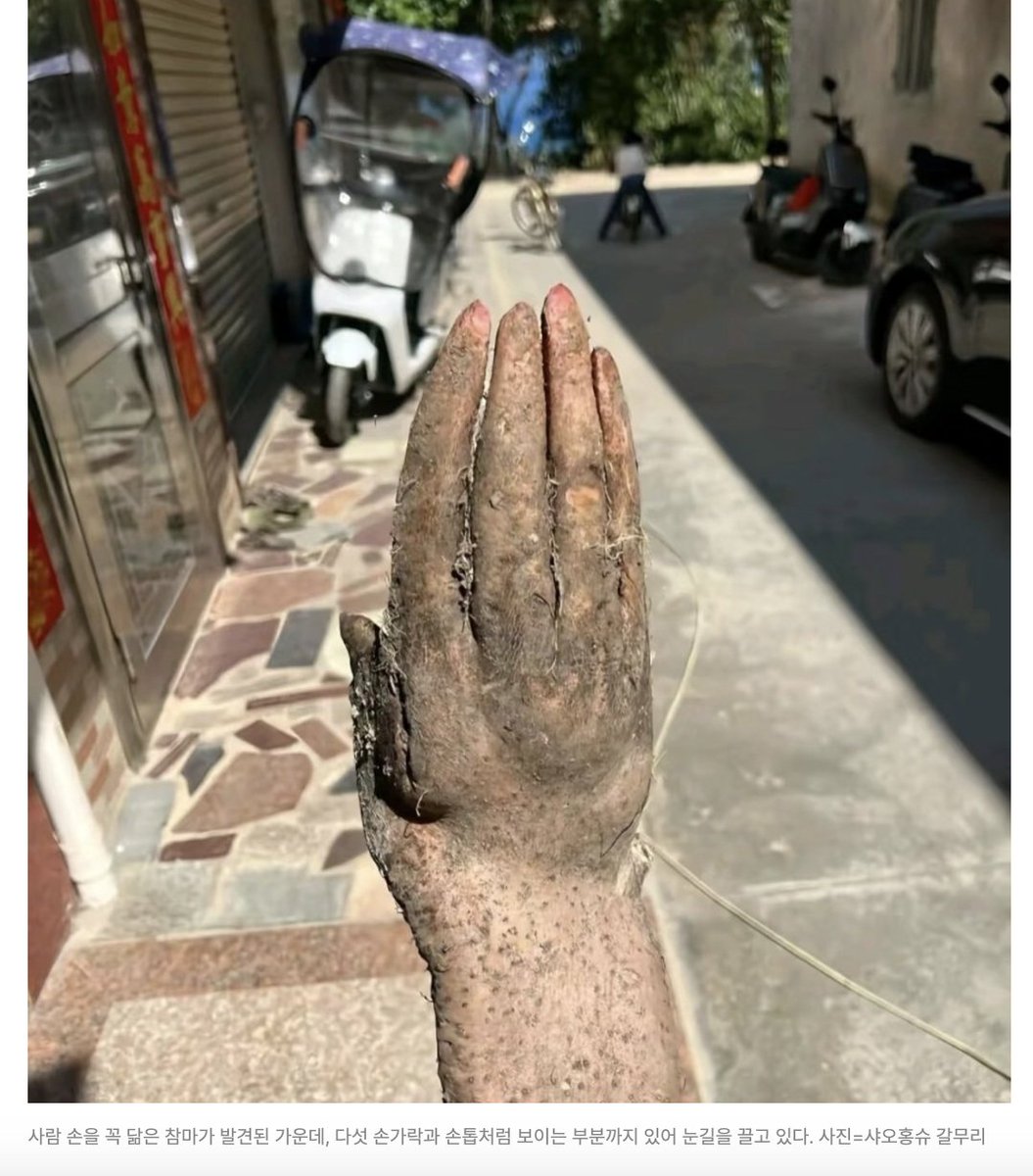 중국 농부가 캔 '참마' | 인스티즈