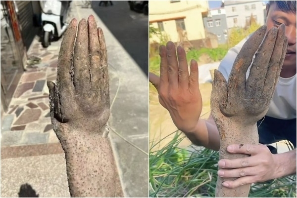 중국 농부가 캔 '참마' | 인스티즈