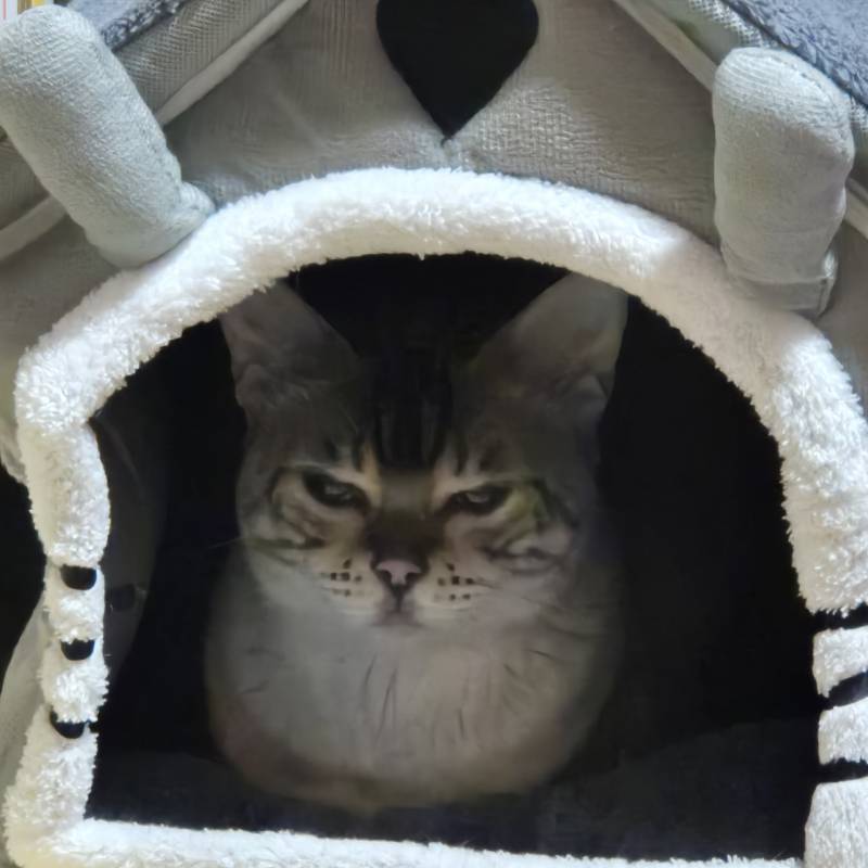[잡담] 고양이 요랬는데 요래 됐습니다!! | 인스티즈