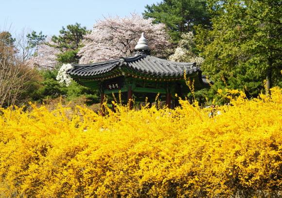 [잡담] 오..개나리가 해외에선 희귀한 꽃이었구나 | 인스티즈