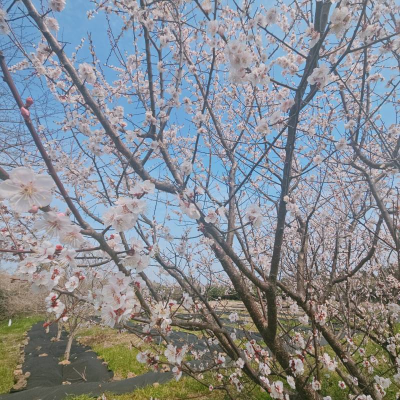[잡담] 아직 매화 못본 얘들아 막차 탑승해!! | 인스티즈