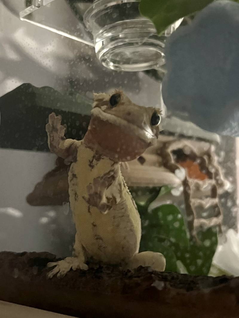 [잡담] 우리집 마뱀이 너무 귀여워...🦎 | 인스티즈