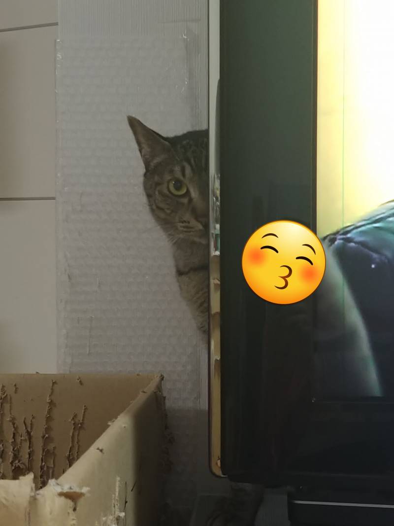 [잡담] 고양이한테 노려지는 중.... | 인스티즈