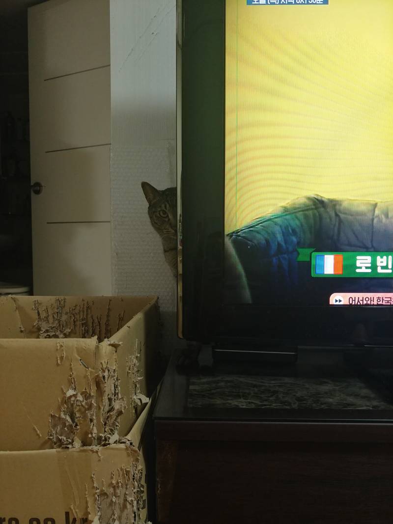 [잡담] 고양이한테 노려지는 중.... | 인스티즈