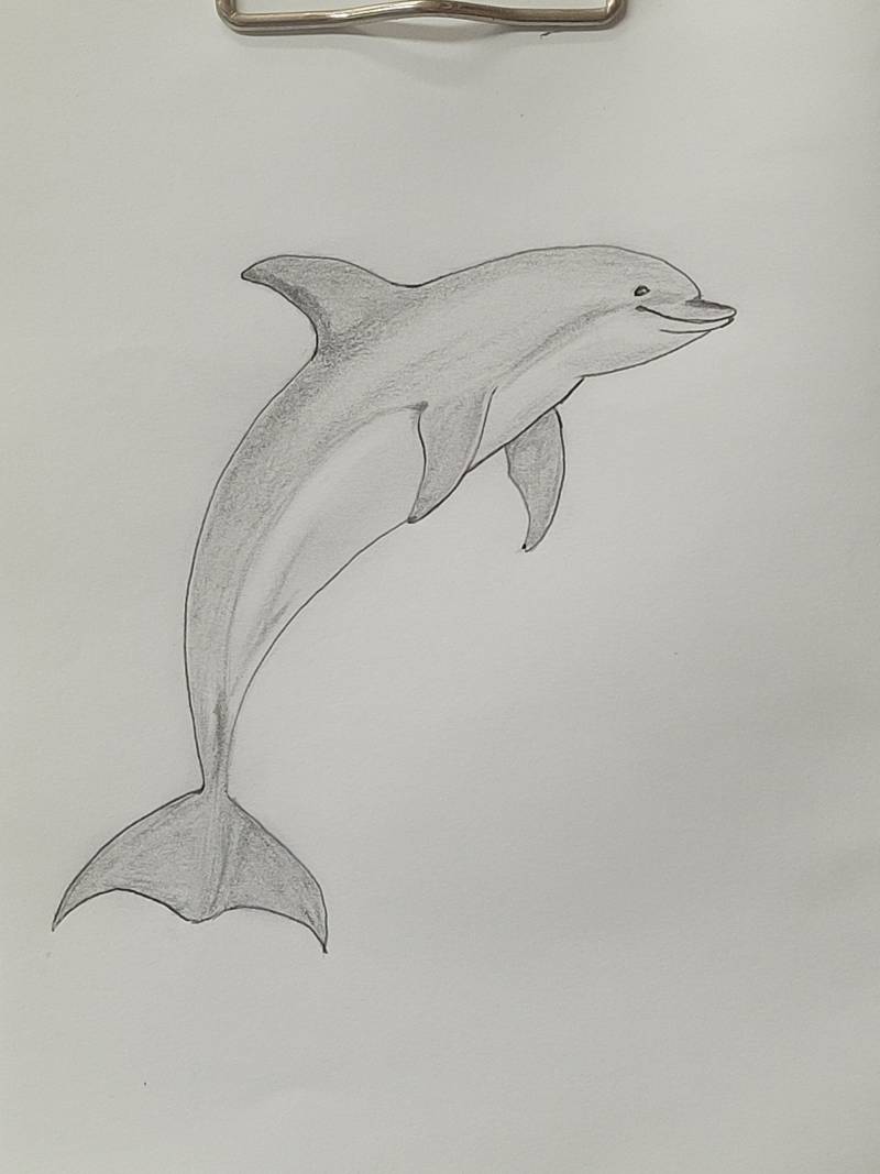 [잡담] 여우랑 돌고래 그렸어 | 인스티즈