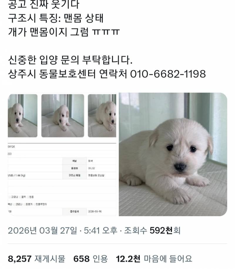 [잡담] 익들아 혹시 이 강아지는 견종이 어케 돼? | 인스티즈