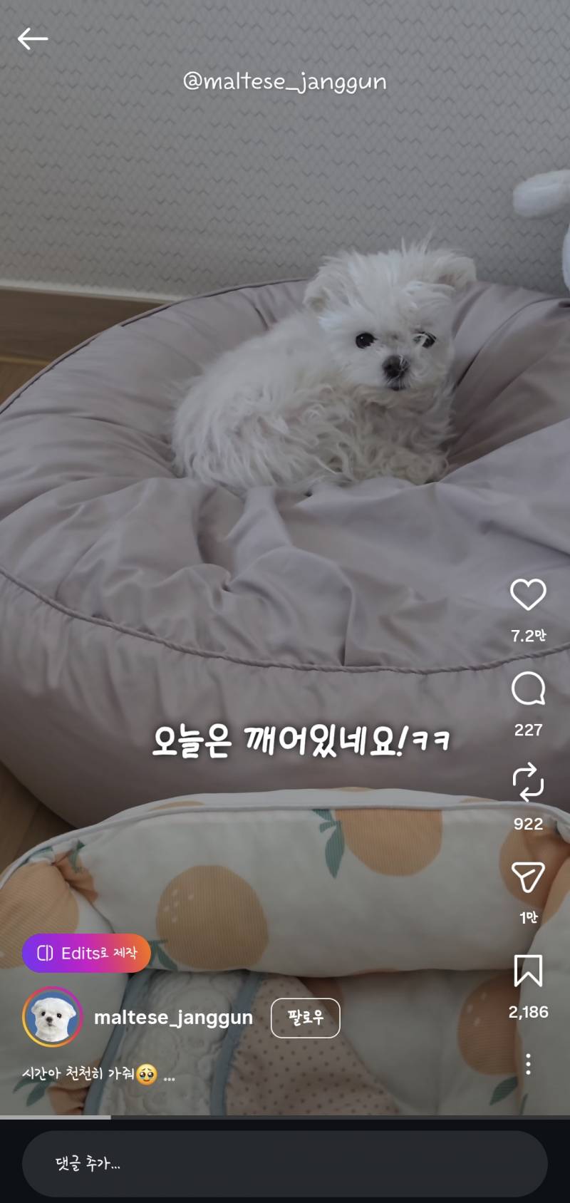 [잡담] 강아지 진짜 꼬순내나게 생겼네 | 인스티즈