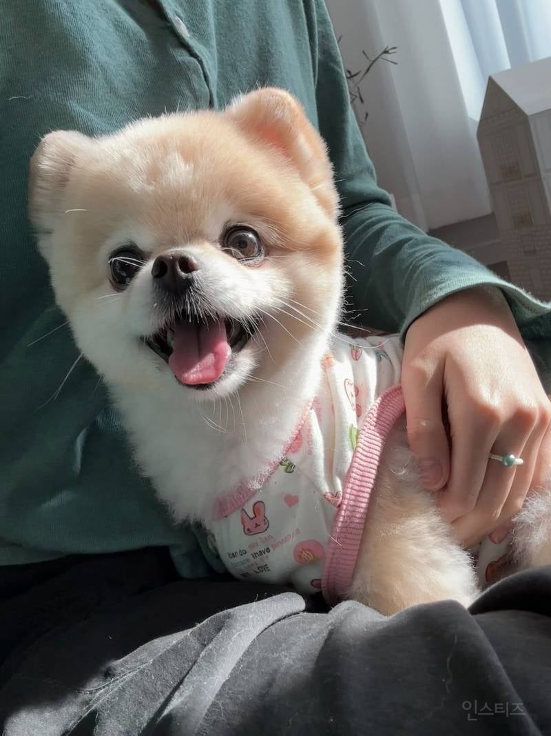 주인이랑 그림체가 정반대인 뉴진스 해린 강아지.jpg | 인스티즈