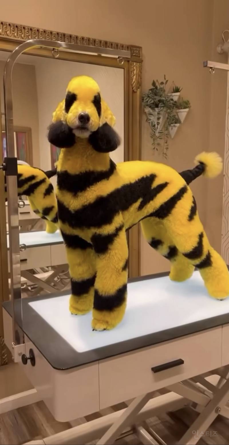 한국인들은 깜짝 놀랄수 있는 미국의 애견미용 | 인스티즈