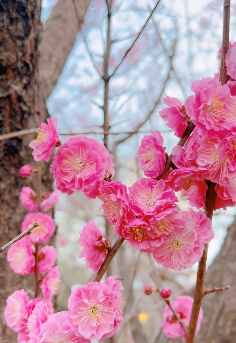 [잡담] 봄꽃만개🌸🌺💐 | 인스티즈