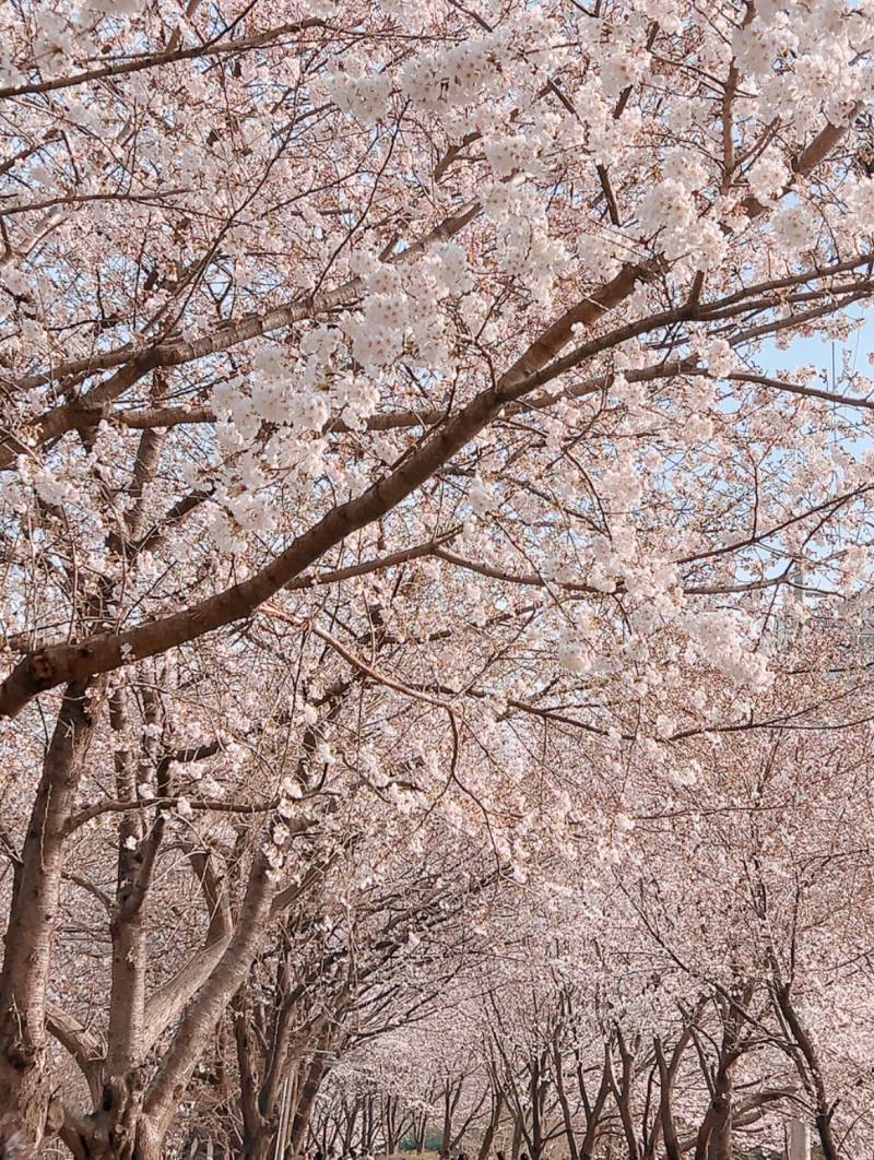 [잡담] 봄꽃만개🌸🌺💐 | 인스티즈