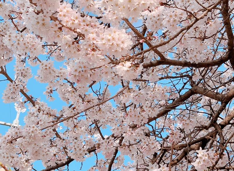 [잡담] 봄꽃만개🌸🌺💐 | 인스티즈