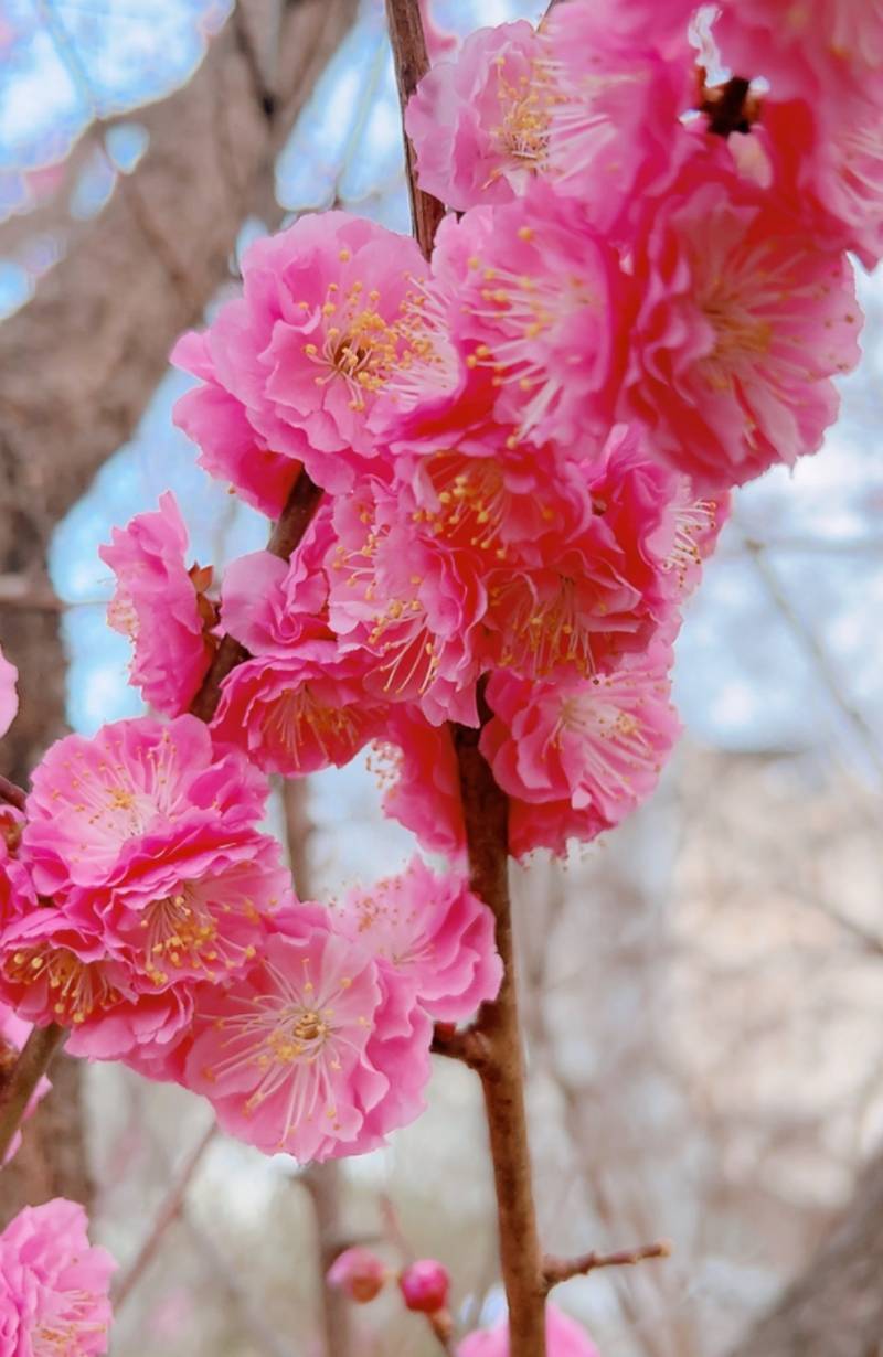 [잡담] 봄꽃만개🌸🌺💐 | 인스티즈