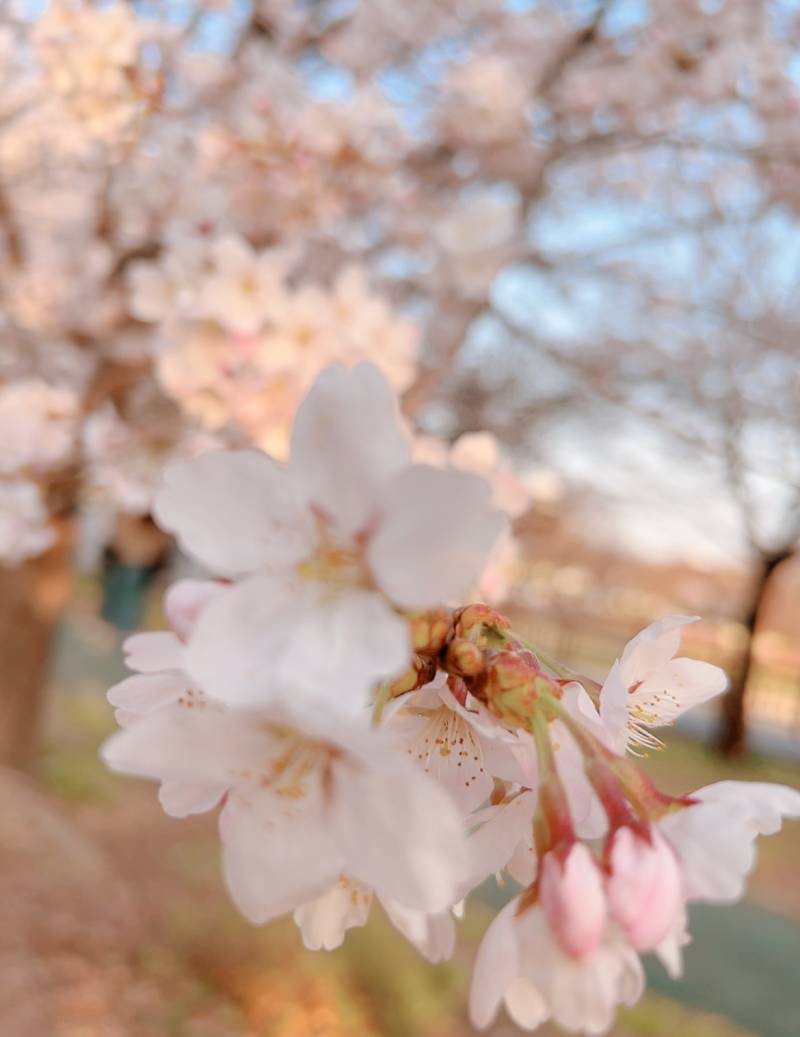 [잡담] 봄꽃만개🌸🌺💐 | 인스티즈