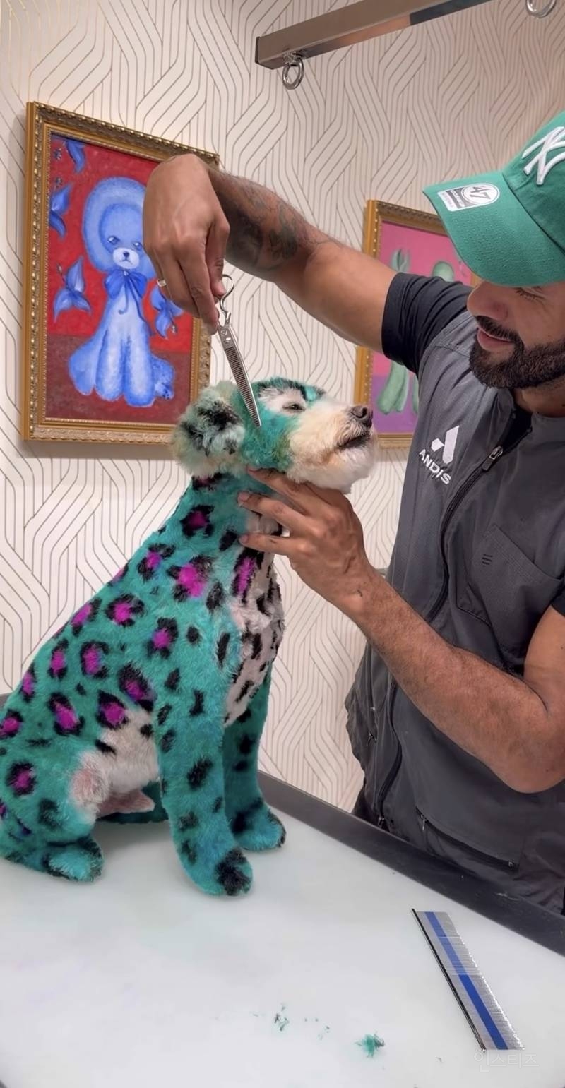 한국인들은 깜짝 놀랄수 있는 미국의 애견미용 | 인스티즈