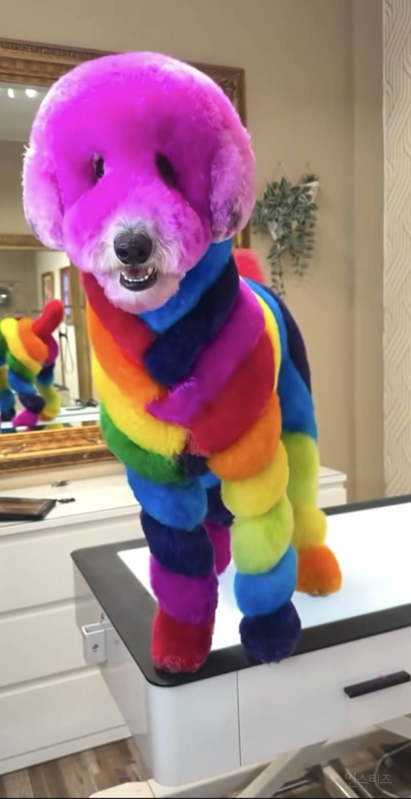 한국인들은 깜짝 놀랄수 있는 미국의 애견미용 | 인스티즈