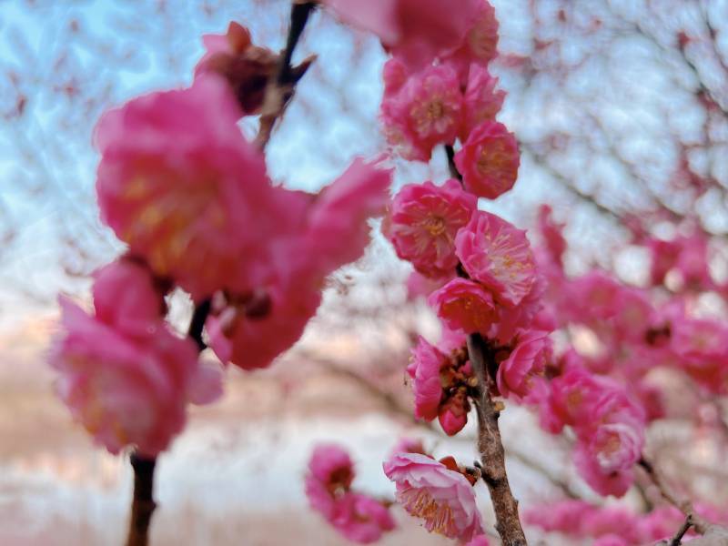 [잡담] 봄꽃만개🌸🌺💐 | 인스티즈