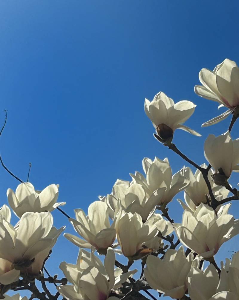 [잡담] 봄꽃만개🌸🌺💐 | 인스티즈