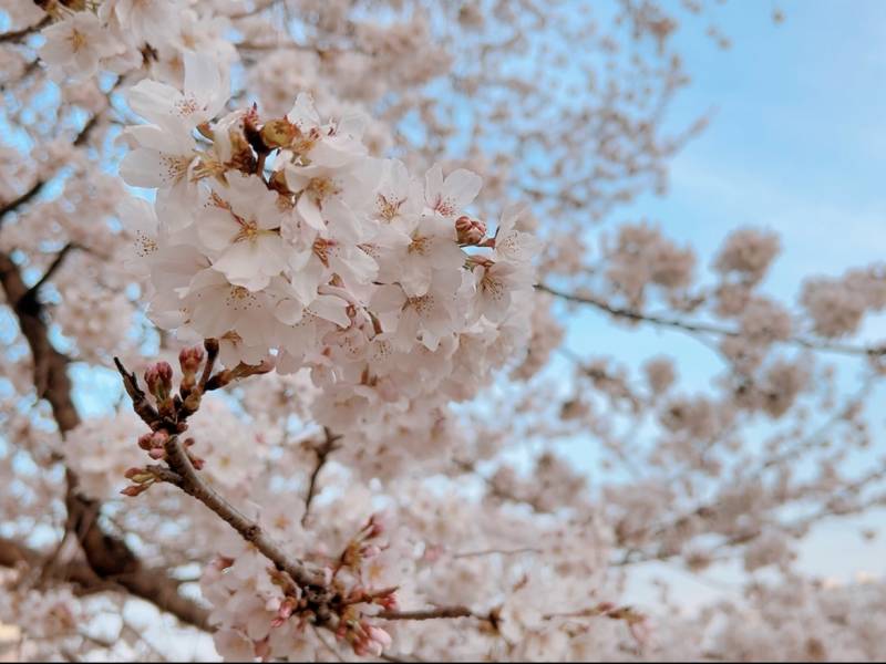 [잡담] 봄꽃만개🌸🌺💐 | 인스티즈