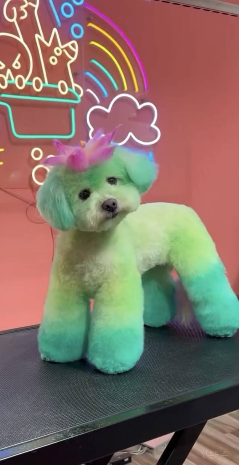 한국인들은 깜짝 놀랄수 있는 미국의 애견미용 | 인스티즈