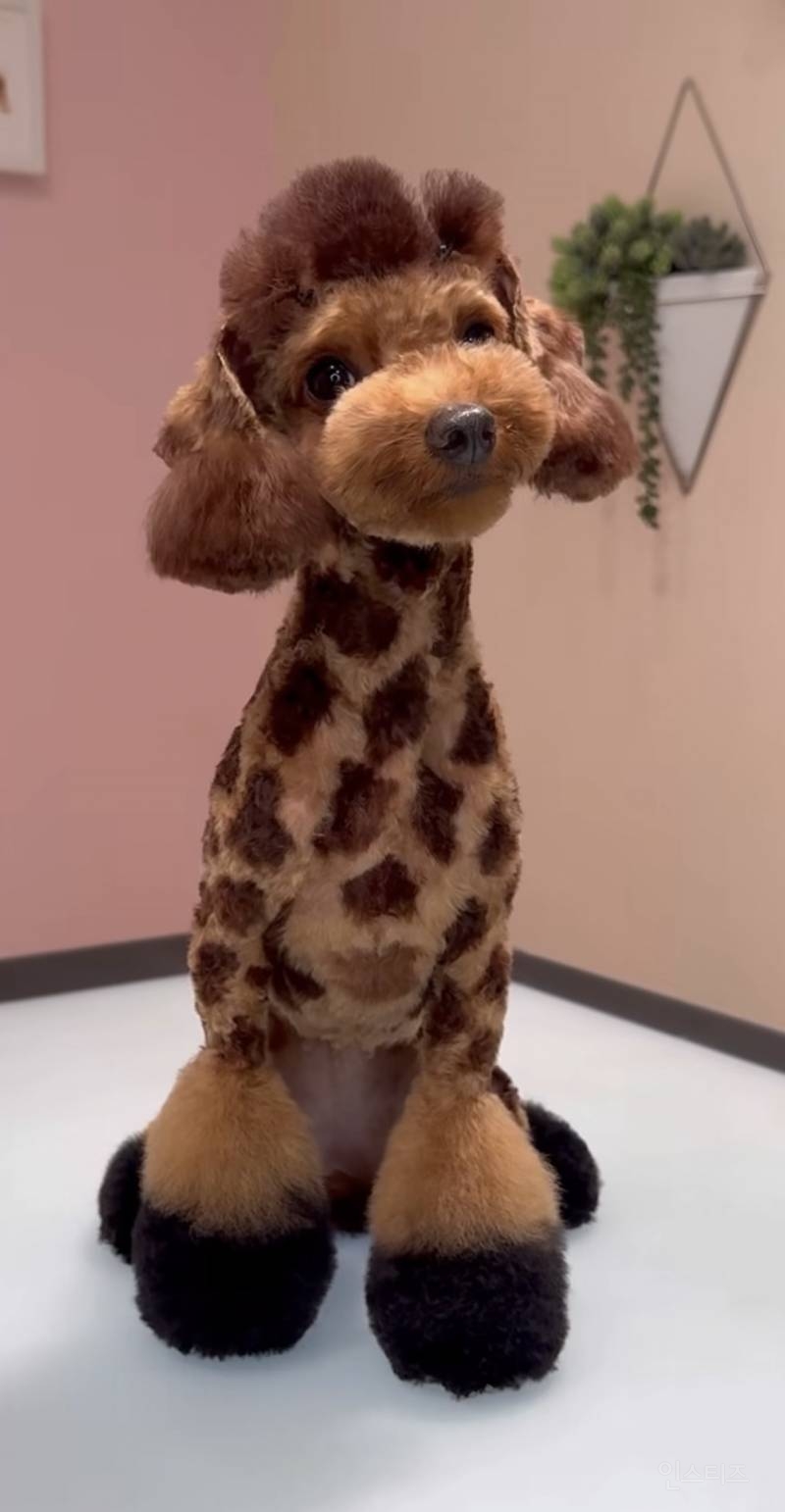 한국인들은 깜짝 놀랄수 있는 미국의 애견미용 | 인스티즈