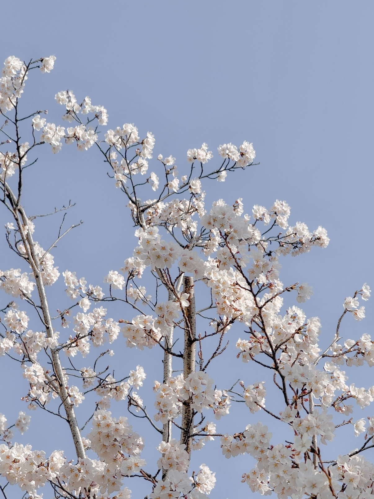 [잡담] 날이 진짜 따뜻하긴 한가봐 벚꽃 진짜 많이 폈다 🌸 | 인스티즈