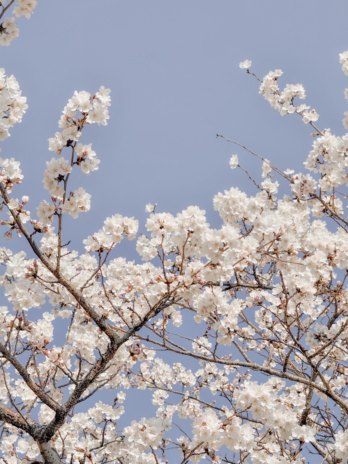 [잡담] 날이 진짜 따뜻하긴 한가봐 벚꽃 진짜 많이 폈다 🌸 | 인스티즈
