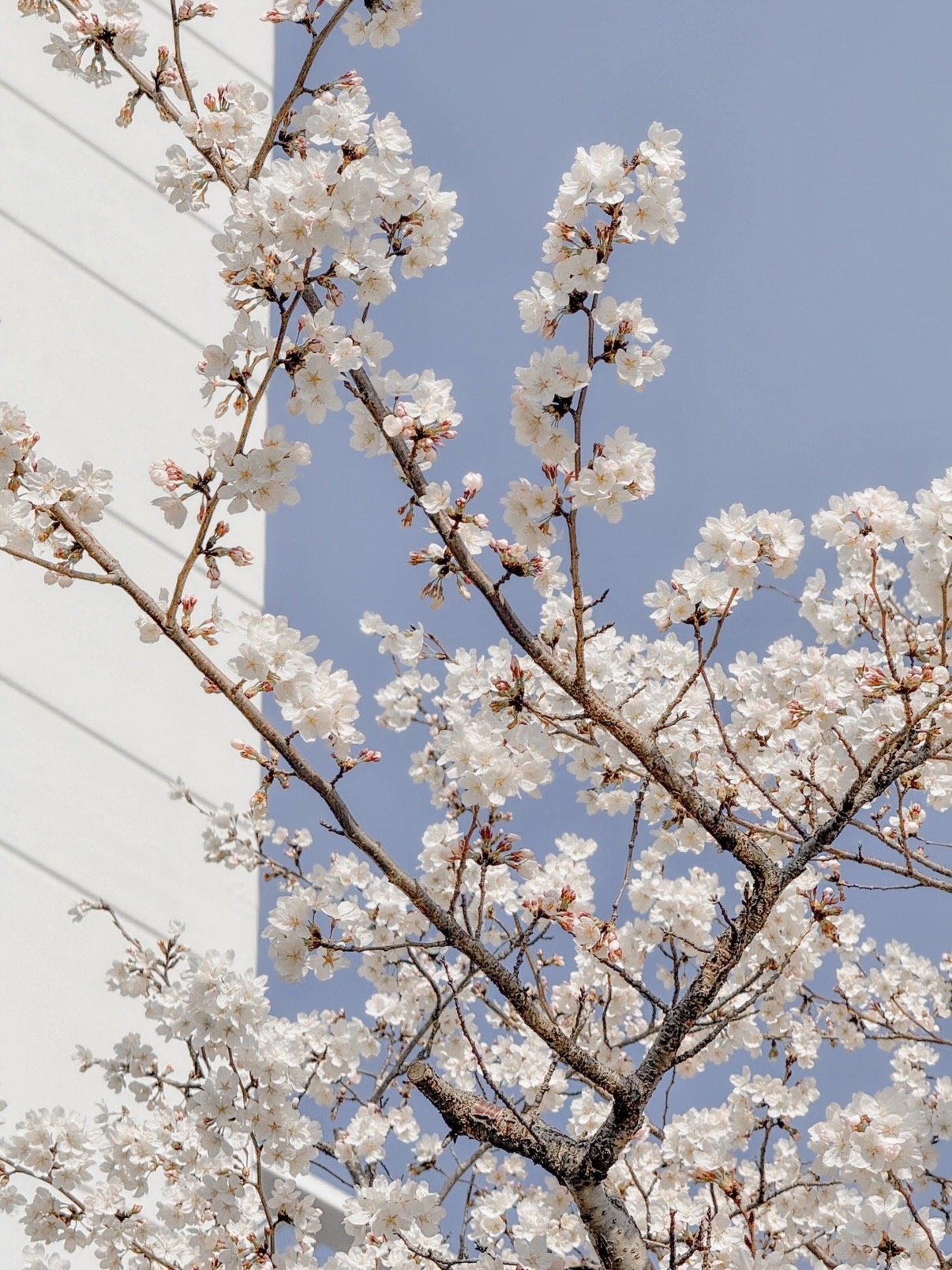 [잡담] 날이 진짜 따뜻하긴 한가봐 벚꽃 진짜 많이 폈다 🌸 | 인스티즈