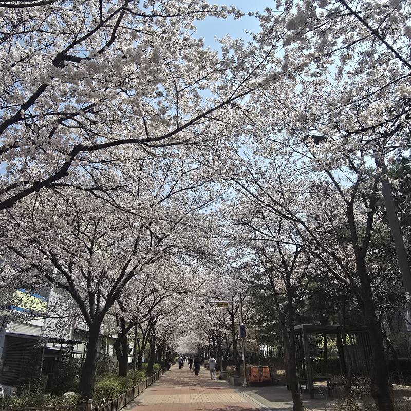 [잡담] 대구도 벚꽃 다펴가 | 인스티즈