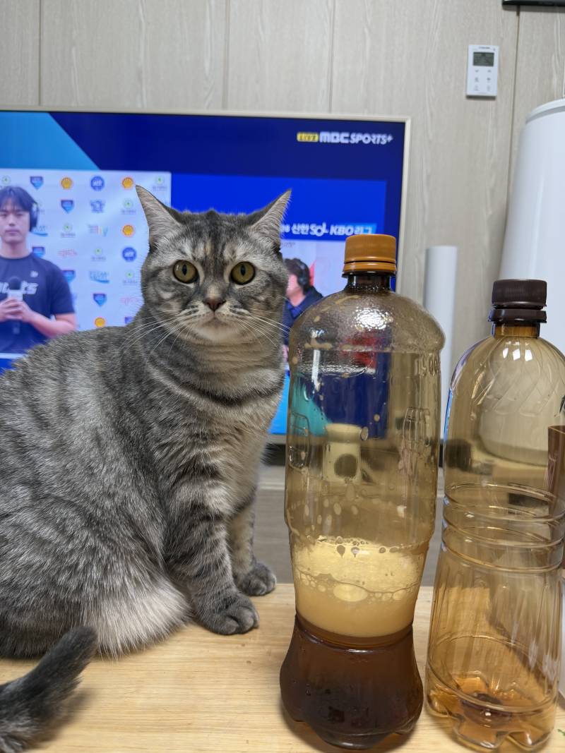 [잡담] 맥주갈맥 고앵이 사진 보고 갈 갈맥 (취함주의) | 인스티즈